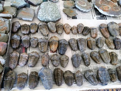 moroccan fossils for sale|More.